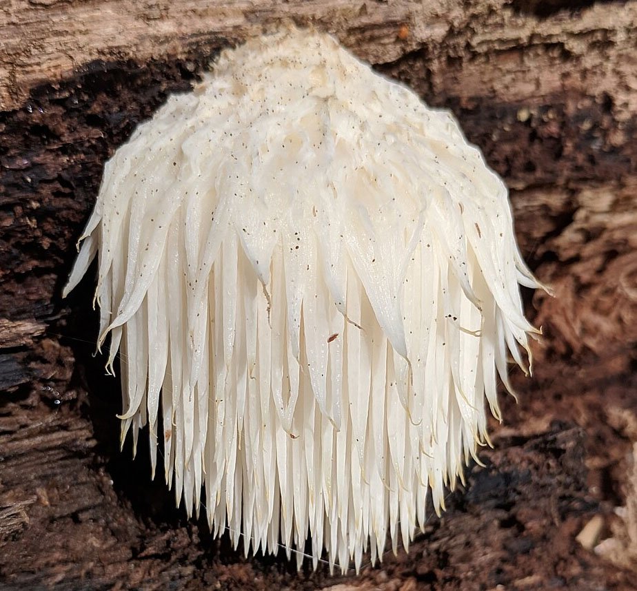 Lion’s Mane ryze mushroom coffee ingredients