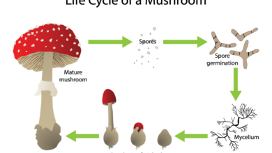 Mushroom Spores